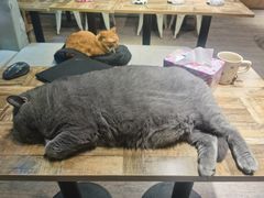 -小时光咖啡馆(开森度假森林店)
