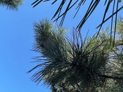 -北京西山国家森林公园