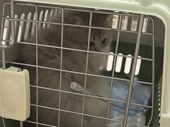 -瑞鹏宠物医院·骨科·猫科·内科(第一中心)