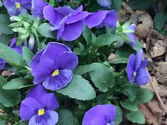 -松山湖梦幻百花洲