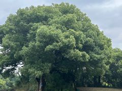 -西湖风景区十里琅珰-五云山