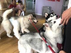 -Husky Go! 哈士奇体验馆·宠物咖啡厅狗咖