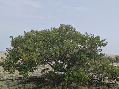 -北海金海湾红树林生态旅游区