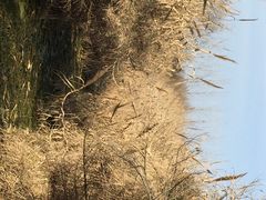 iphone_upload_pic-溱湖国家湿地公园