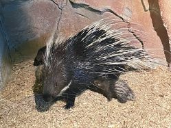 -酷嗒动物文化乐园(cutezoo西溪乐天城店)