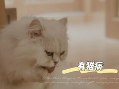 -猫腻·猫咖·撸猫馆(星光大道店)