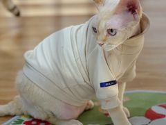 -COLOR PETS 撸猫馆·购猫·猫咖(长风大悦城店)