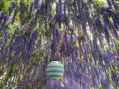 -Apple零售店(成都太古里店)