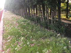 -上海长兴岛郊野公园