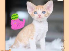 -70cat德文卷毛猫·缅因猫纯种猫舍