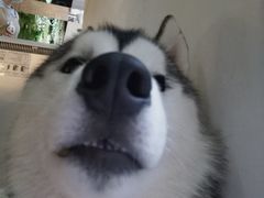 -Husky Go! 哈士奇体验馆·宠物咖啡厅狗咖