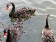 -五缘湾湿地公园