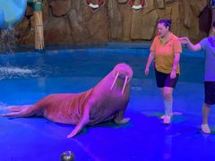 -烟台海昌鲸鲨海洋公园