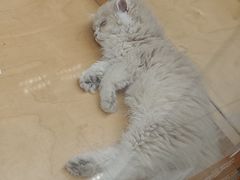 -帕帕拉兹宠物(亚洲旗舰店)