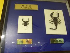 iphone_upload_pic-上海昆虫博物馆