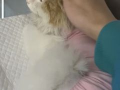 -欧奕国际动物医院