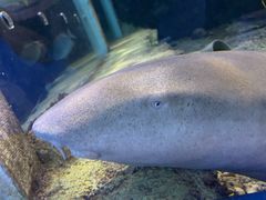 -太平洋海底世界