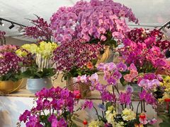 -龙大花卉苗木市场