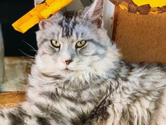 -猫在这儿猫咪咖啡馆·撸猫馆