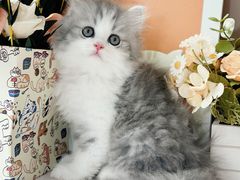 -小猫来了·猫舍(红山六九七九店)