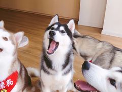 -Husky Go! 哈士奇体验馆·宠物咖啡厅狗咖