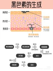 点击看大图 -玛莲朵·海菲秀冰珀科