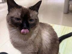 -藏猫猫咖啡主题馆(中央大道店)