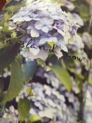 -悦诗风吟innisfree