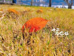 -茶颜悦色(花园道店)