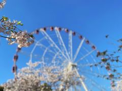 -顾村公园