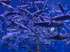 -成都浩海立方海洋公园