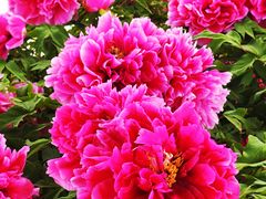 -曹州百花园