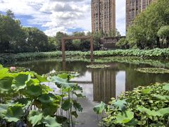 -陈家山荷花公园