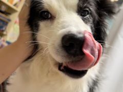 -爱妮康宠物医院·干细胞免疫细胞·肿瘤·心脏(张江店)