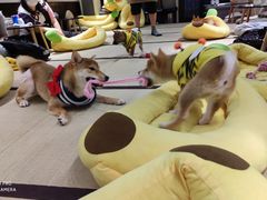 -逗柴咖啡屋·狗咖猫咖宠物桌游