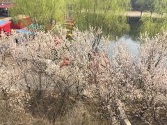 -樱桃沟景区