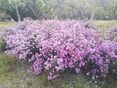 -水西公园