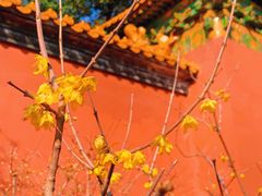 -梅花山(明孝陵内)