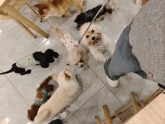 -柴犬小屋·柴餐厅·狗咖食堂(金鼎广场店)