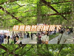-嘉定紫藤园