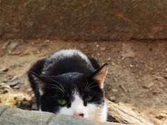 -上海佘山国家森林公园天马山园