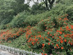 -西湖外事游船(花港观鱼码头)