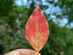 -重庆市江北嘴中央商务区中央公园