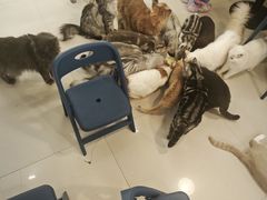 -平行世界·猫咖(首经贸店)