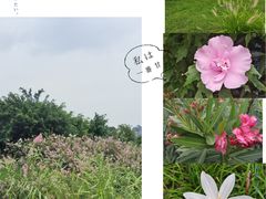 -眉山湿地公园(东坡区)