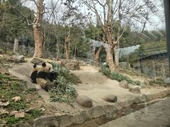 -都江堰中华大熊猫苑