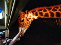 -清迈夜间动物园