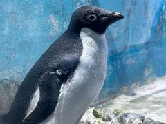 -海合安天津极地海洋公园