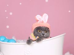 -超宠爱宠物摄影-Super pet
