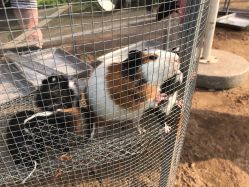 -萌宠亲子动物乐园(槐房万达店)